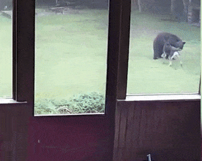 邻居来敲门：你家大德牧在院子里跟一头熊玩耍