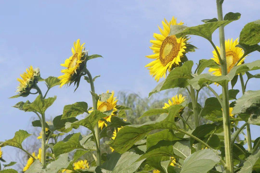 看,西安门大桥穿上"花裙子~这里还有近10亩的向日葵花海→_石室乡