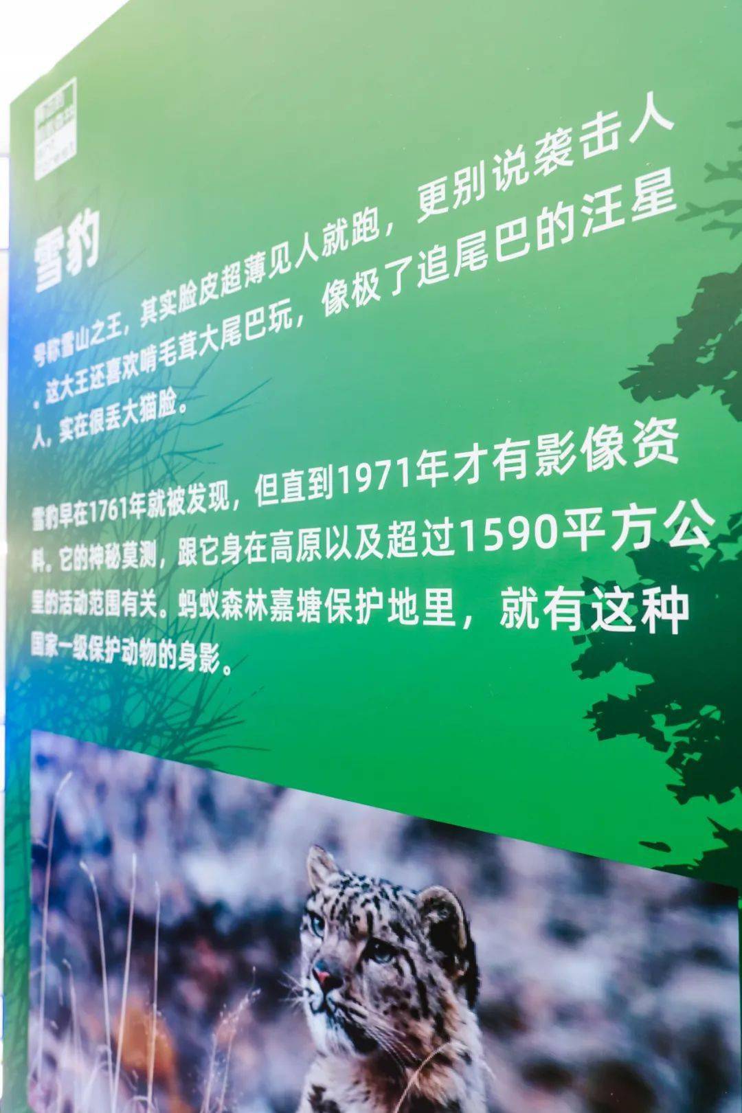 现实版蚂蚁森林空降上海,种树人不能错过的打卡点