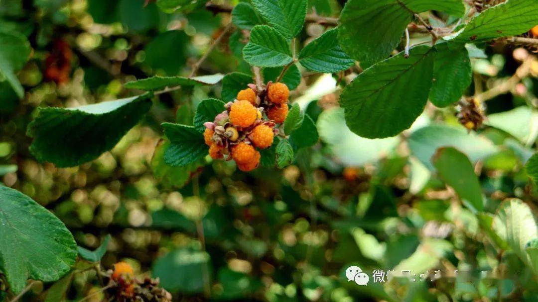 黄锁梅,蔷薇目蔷薇科悬钩子属植物,聚合果球形,黄色,酸甜甜多汁,每个