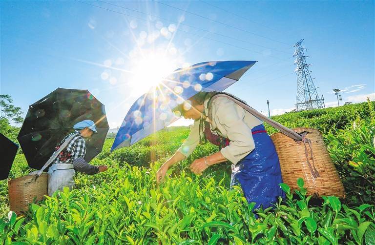 近日,在白沙黎族自治县牙叉镇陨石坑旁的五里路有机茶园里,茶农在采茶