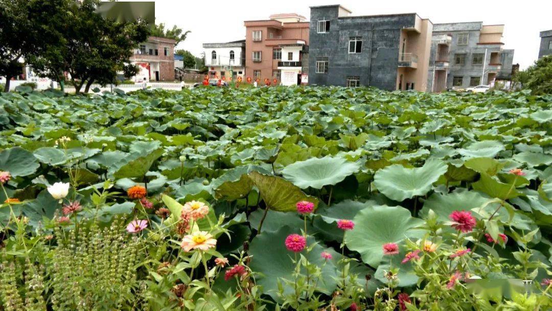 破瓦烂屋杂草丛生桂平这个村子如今变得太夸张了