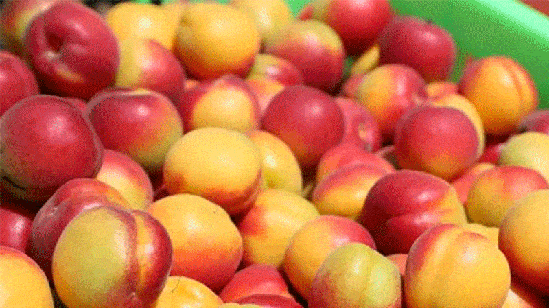 刘真真丨编辑刘 枫丨责编— 点击图片,购买宁夏好物 —● 百年时光机