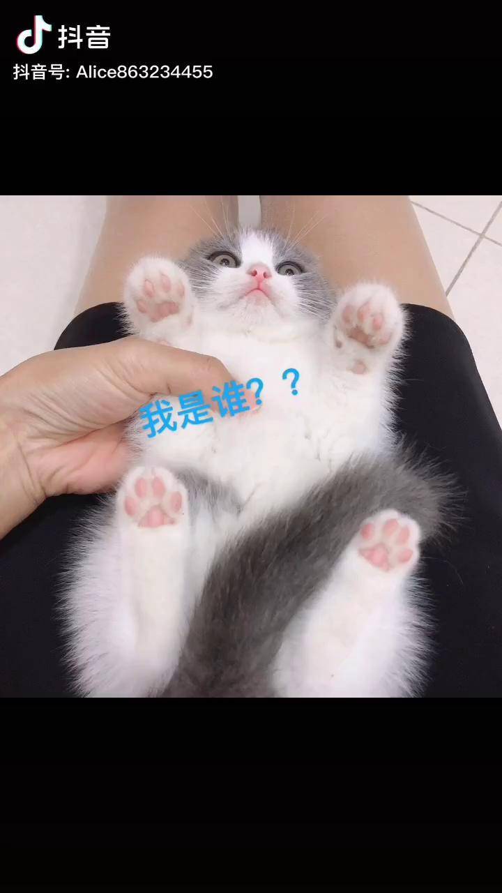 表情包英短蓝白