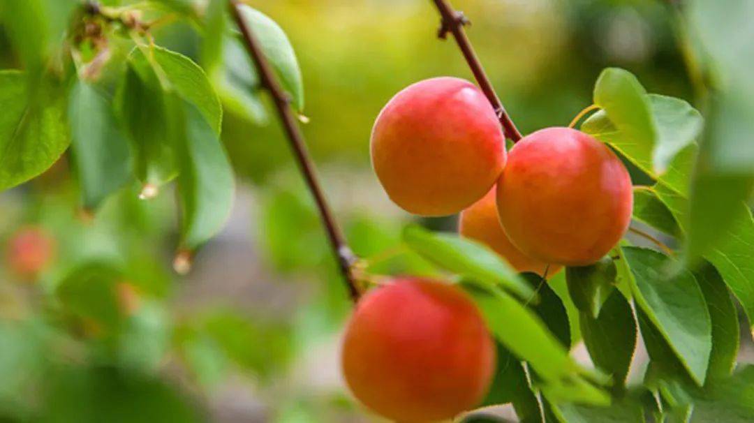 肉厚多汁,个个都酸甜可口!每年夏天最期待的彭阳红梅杏来了_宁夏