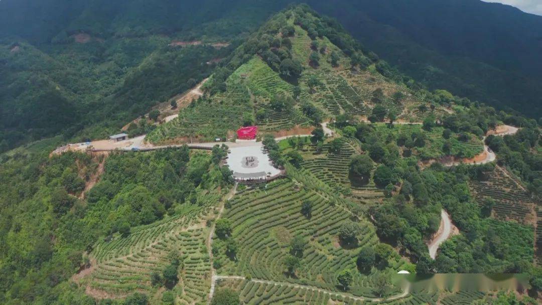 都是宝啊丰顺参赛茶场有名声又有底蕴