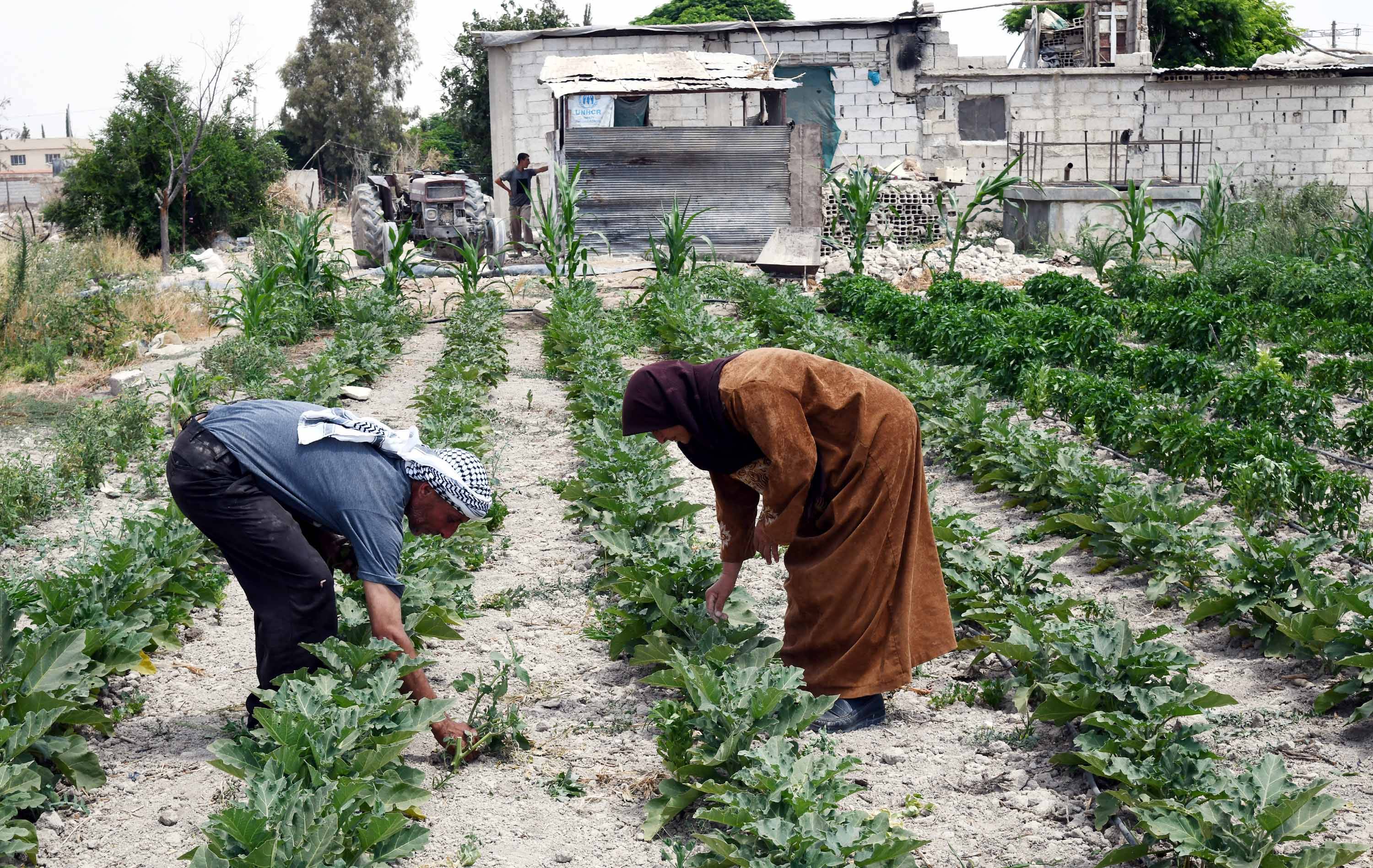 2020年7月27日,叙利亚农民在大马士革种植蔬菜