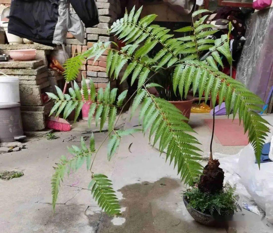 夏季看到这些牢底坐穿花千万别去挖可能会触犯法律