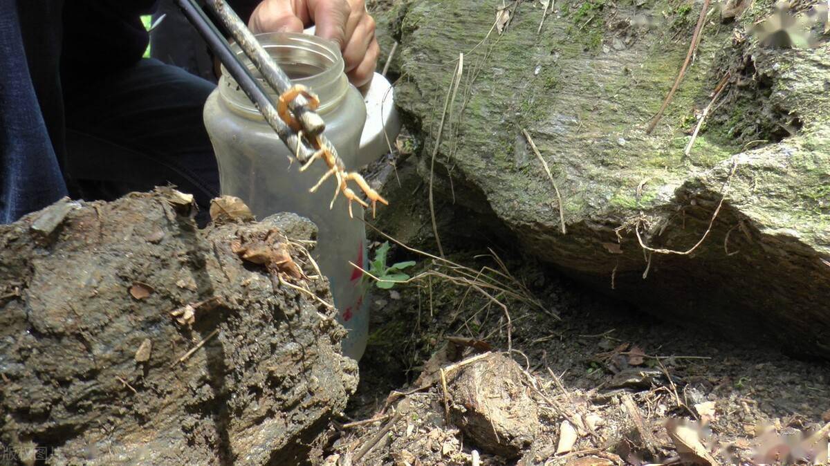 贺兰山蝎子遭滥捕上百人夜间组团野生蝎子流向南方市场