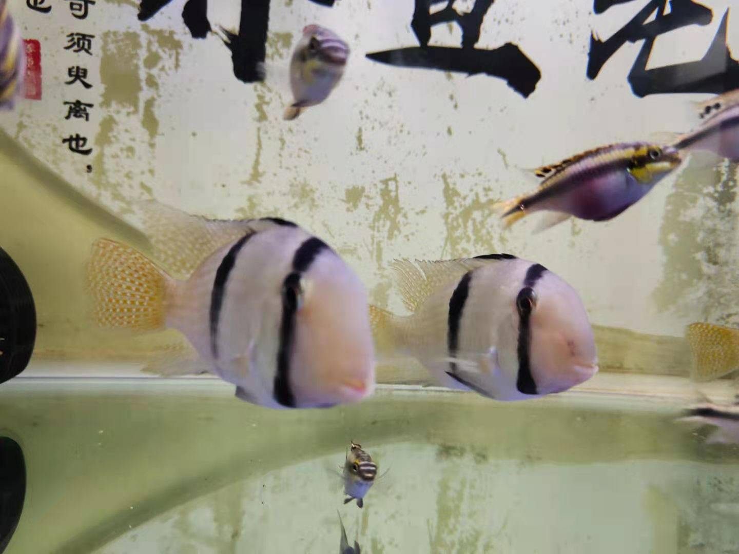 观赏鱼的水霉病 腹水病都有很多征兆的 要区别对待分清状况 严重