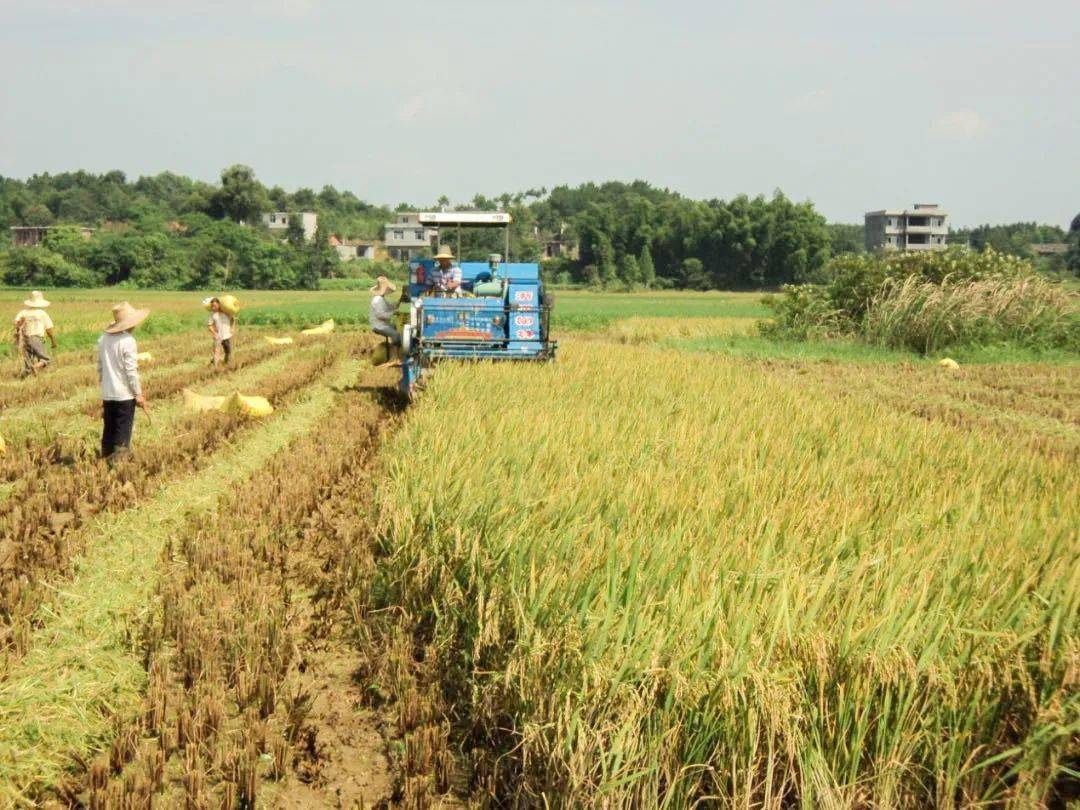 奉新县农民"双抢"如火如荼