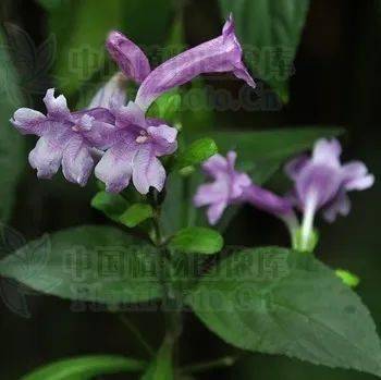 【科普】"青黛画眉红锦靴"中的青黛原来就是人们经常吃的