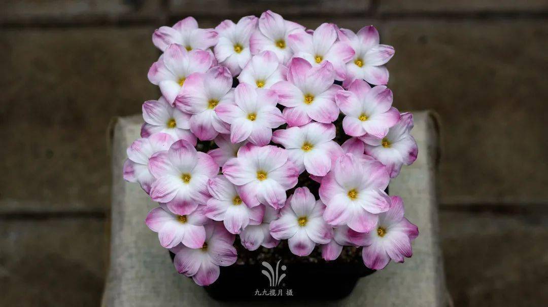 胖丽丽故乡是野性湿热的南美,因此生性强健,无畏炎热,30℃ 依旧花开成