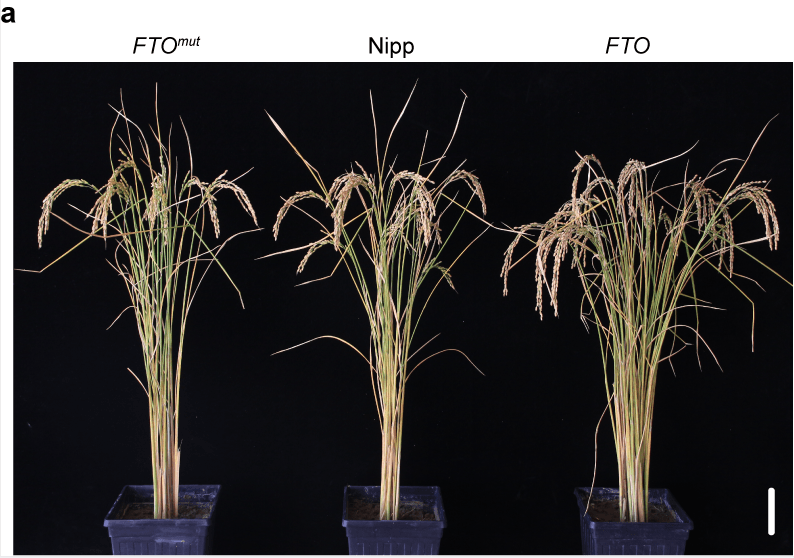 实验|基因技术催生“超级植物”，中美合作研究成果怀柔科学城落地转化