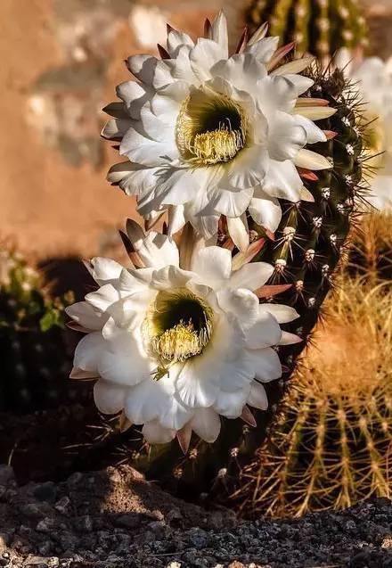 怎么晒干花不变颜色 7e8f9857724143f1af9edaf1980ca97c.jpeg