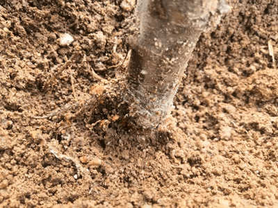 高温多雨季节警惕苹果树白绢病的发生