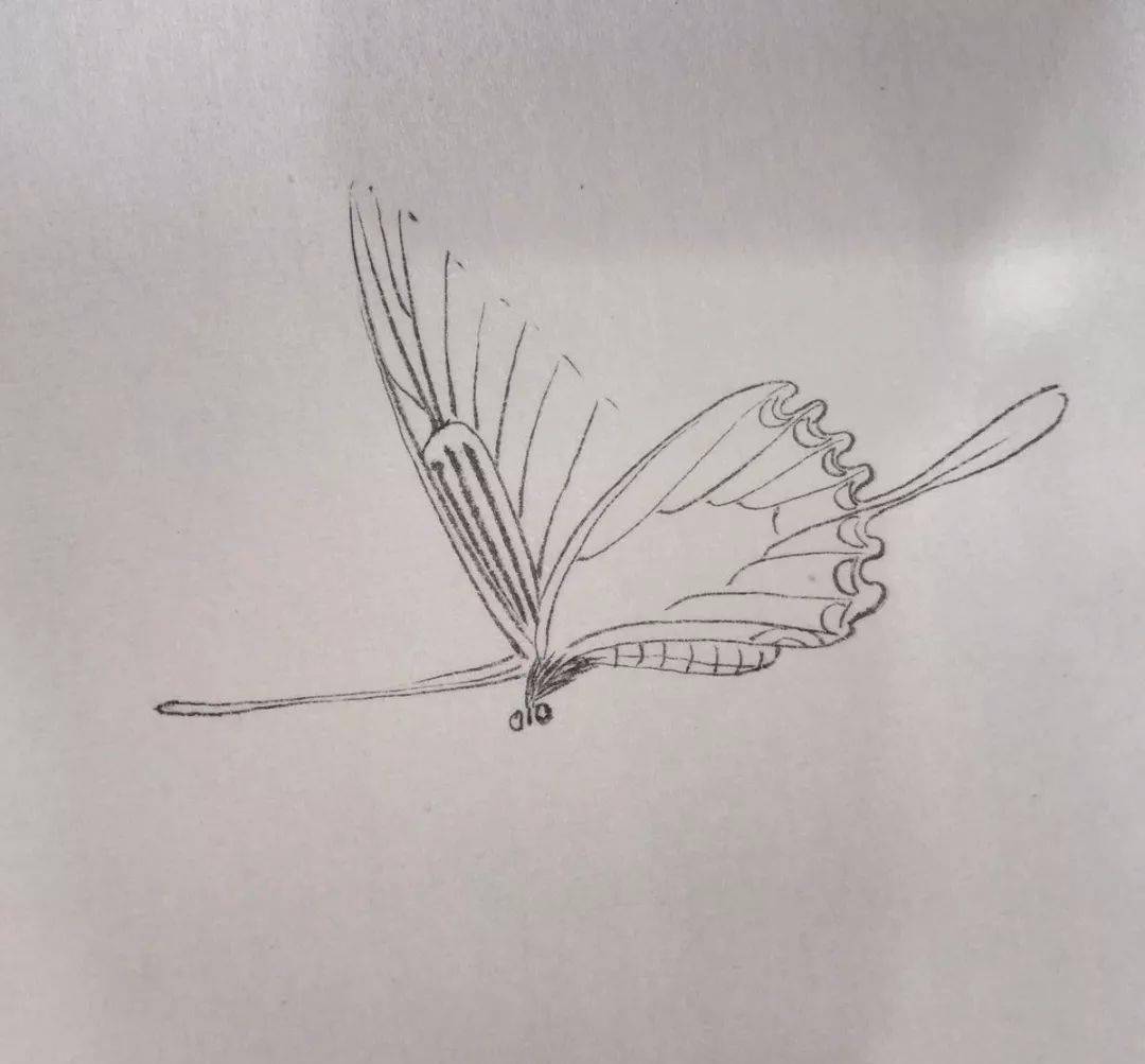 简单几步教你画一只有质感的工笔凤尾蝶