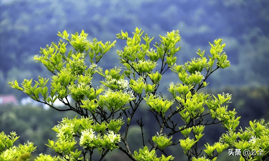 50种落叶乔木园林常用植物分享