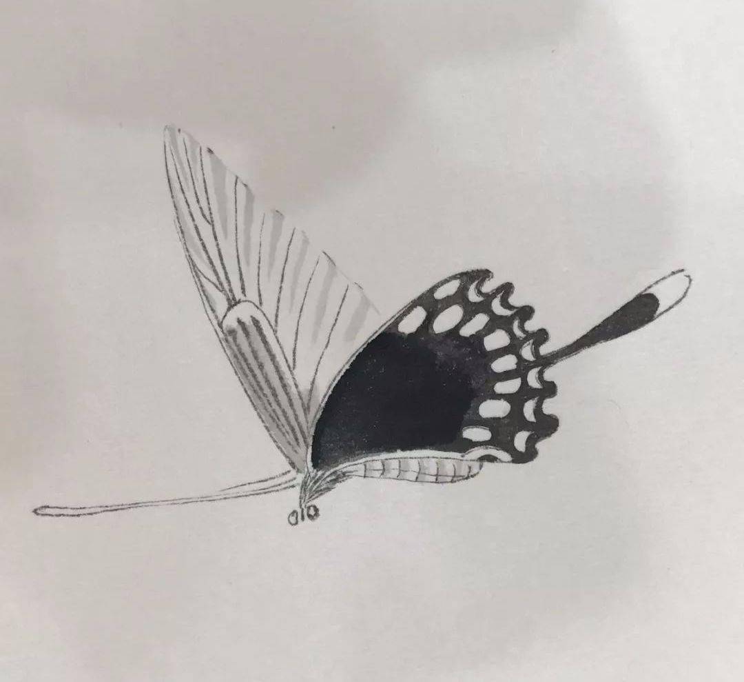 简单几步教你画一只有质感的工笔凤尾蝶