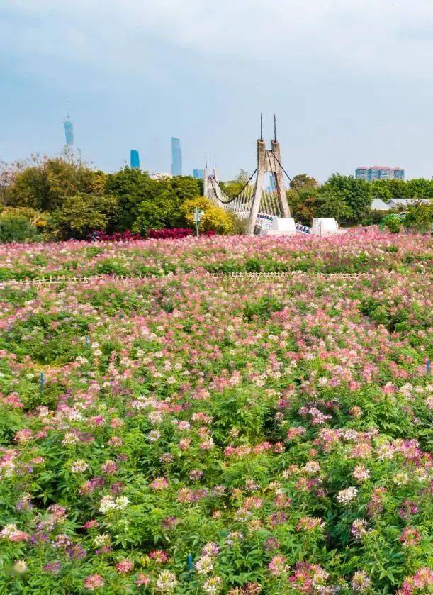 10000m金黄色花海火出圈,广州赏花地图分享!
