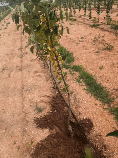 高温多雨季节警惕苹果树白绢病的发生
