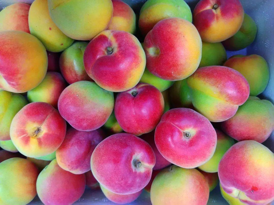 甜杏子中出圈固原红梅杏看过来看过来空调房里怎么能没有水果吃一吃呢