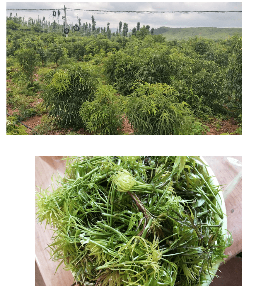 巾帼创业圆梦玉溪玉溪市首届妇女创业创新大赛优秀项目展示第二期