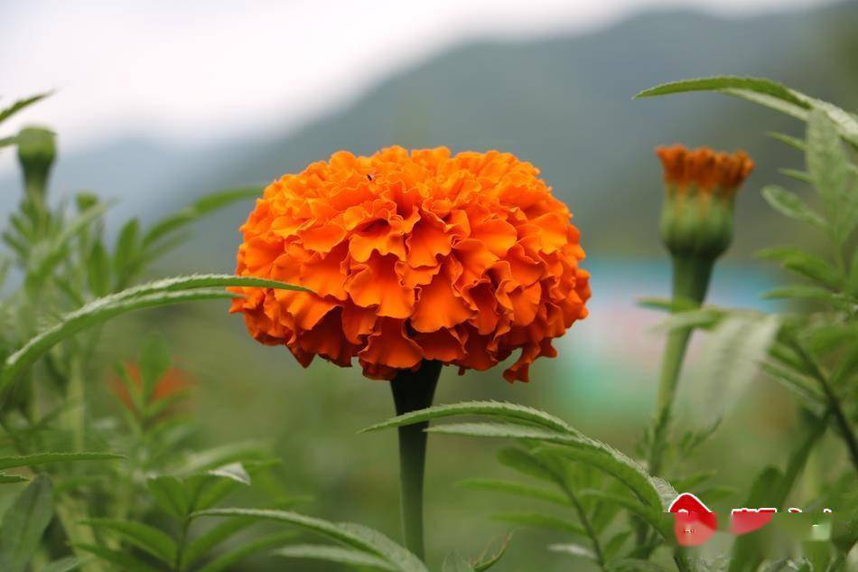 万寿菊开出致富花