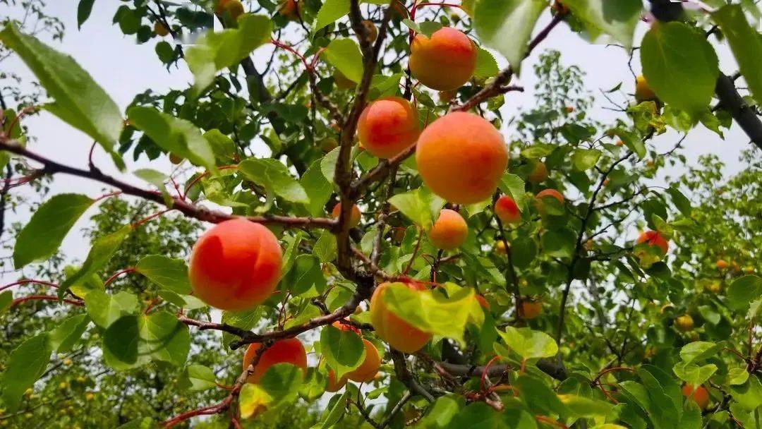 组团摘杏云州区杏果采摘节进入高潮赶快预约