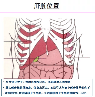 肝顶部位置图图片