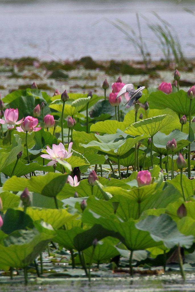 哈尔滨:荷花盛放 荷塘景色美若画卷