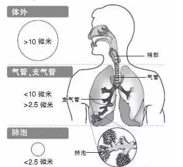 癌症|总是咳嗽、咽喉肿痛、有痰难咳尽？给肺部做个清洁，自由深呼吸！