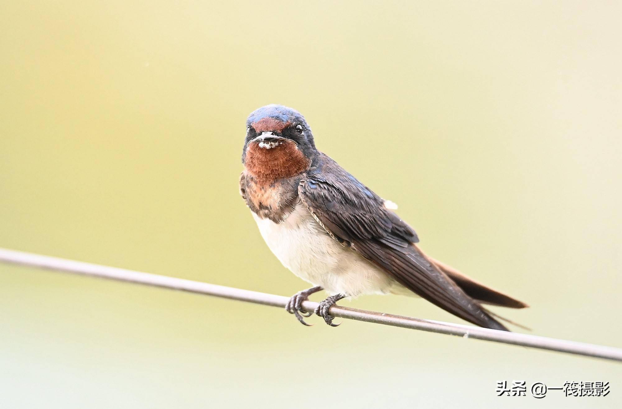 铁线上,一只小燕子卖萌