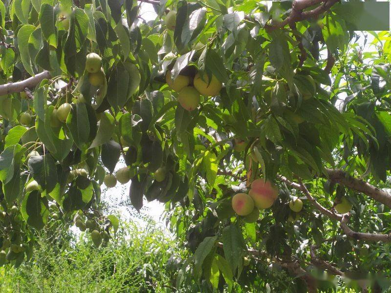 兰州水磨沟河畔花寨子泉旭桃苑