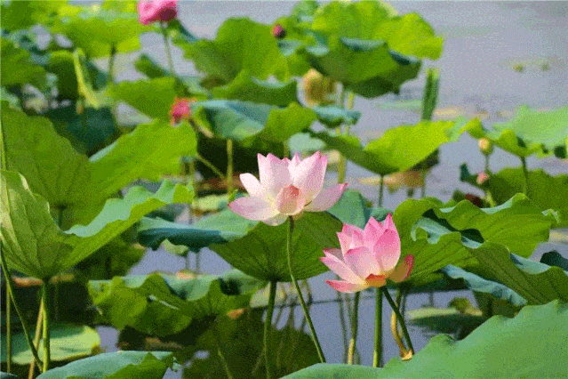7月21日出发仅需398元英西峰林小镇绝美荷花水乡节古龙峡云天玻霸古龙