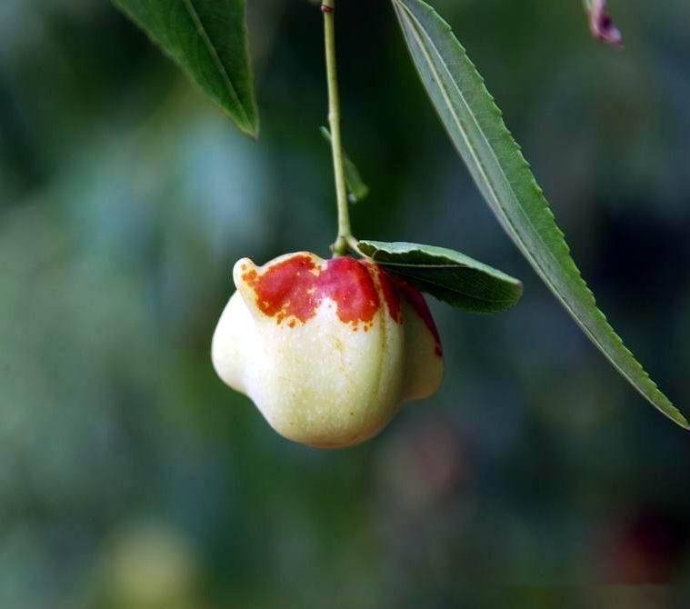 百科知识山东德州乐陵市茶壶枣