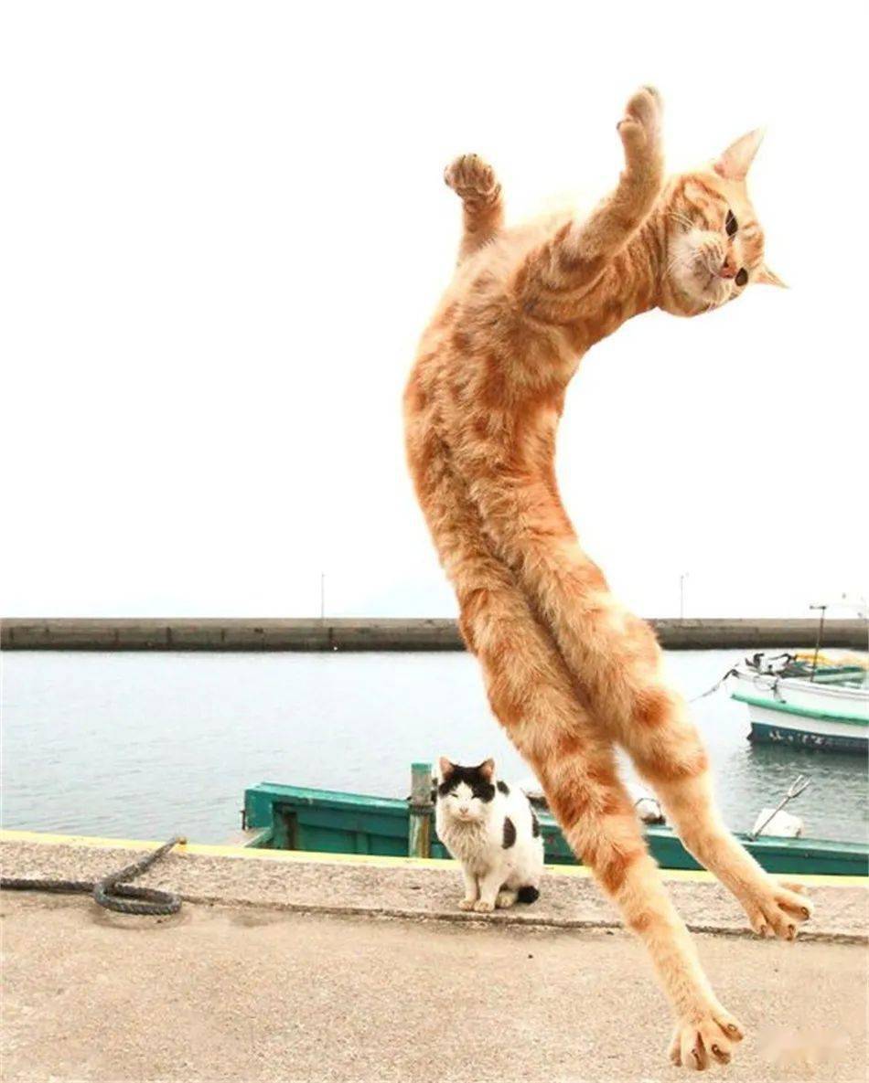 家猫就了不起起不了喽到那时万丈高楼脚下踩横跳江河竖跳海走高楼越大