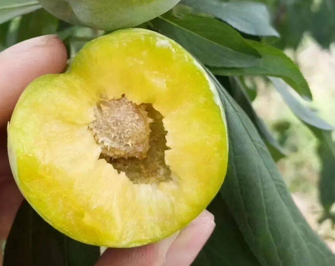 李子的品种特别多,在口味上分为酸李子和甜李子的,也有脱核李子和非脱