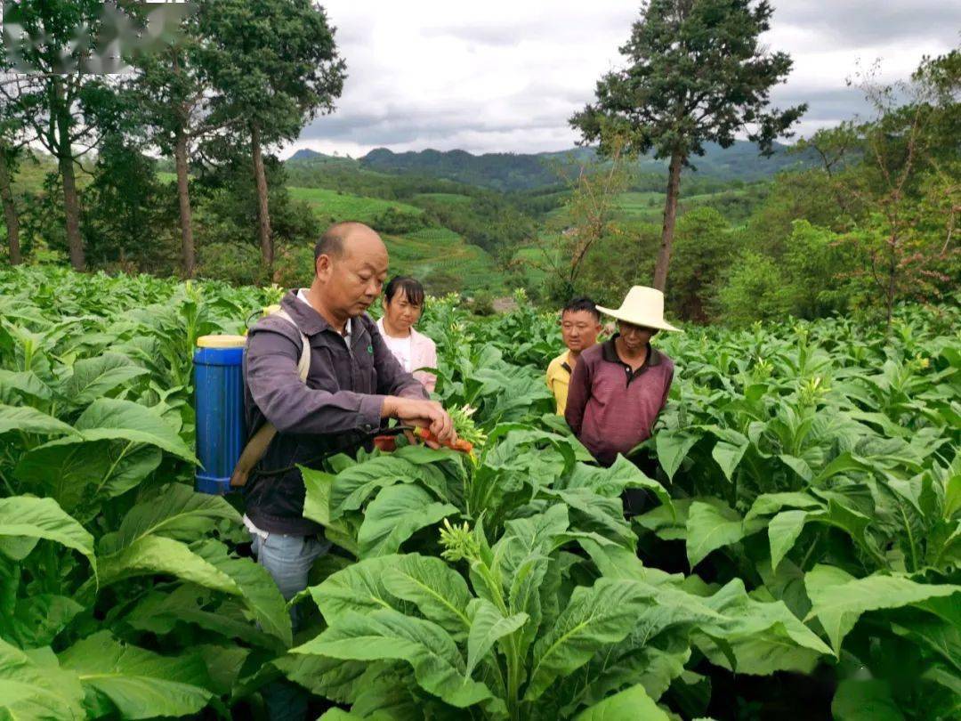 又是一个丰收年,内东乡团山烟叶收购站强化烤烟生产技术服务指导