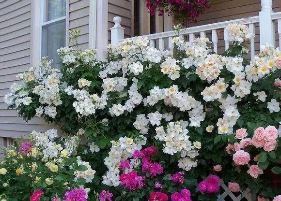 白色月季哪个耐晒 8e33445cad4243d8b1d383a8d2acb650.jpeg