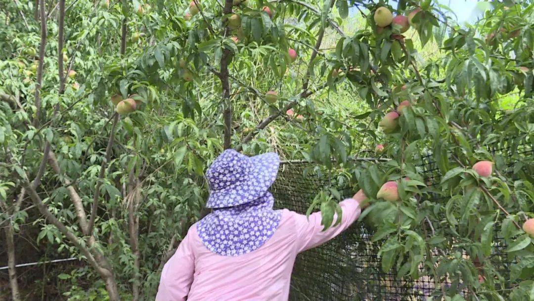 限定甜蜜石屏歪屁股桃上市啦