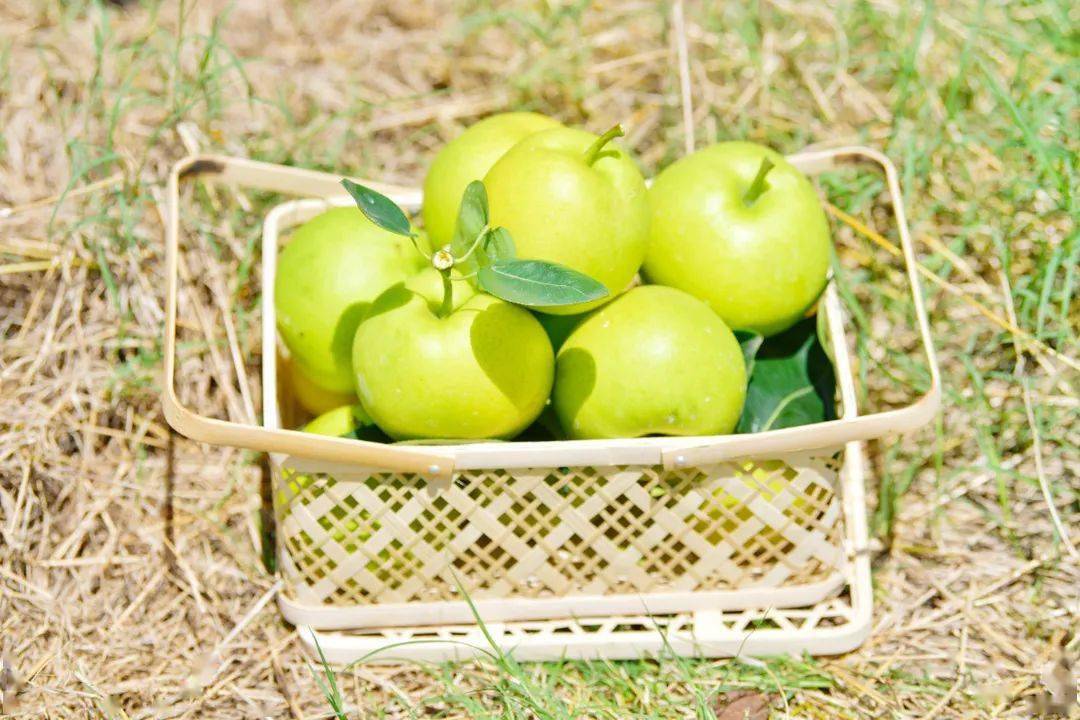 梦"梨"心"梨",只为宠你!