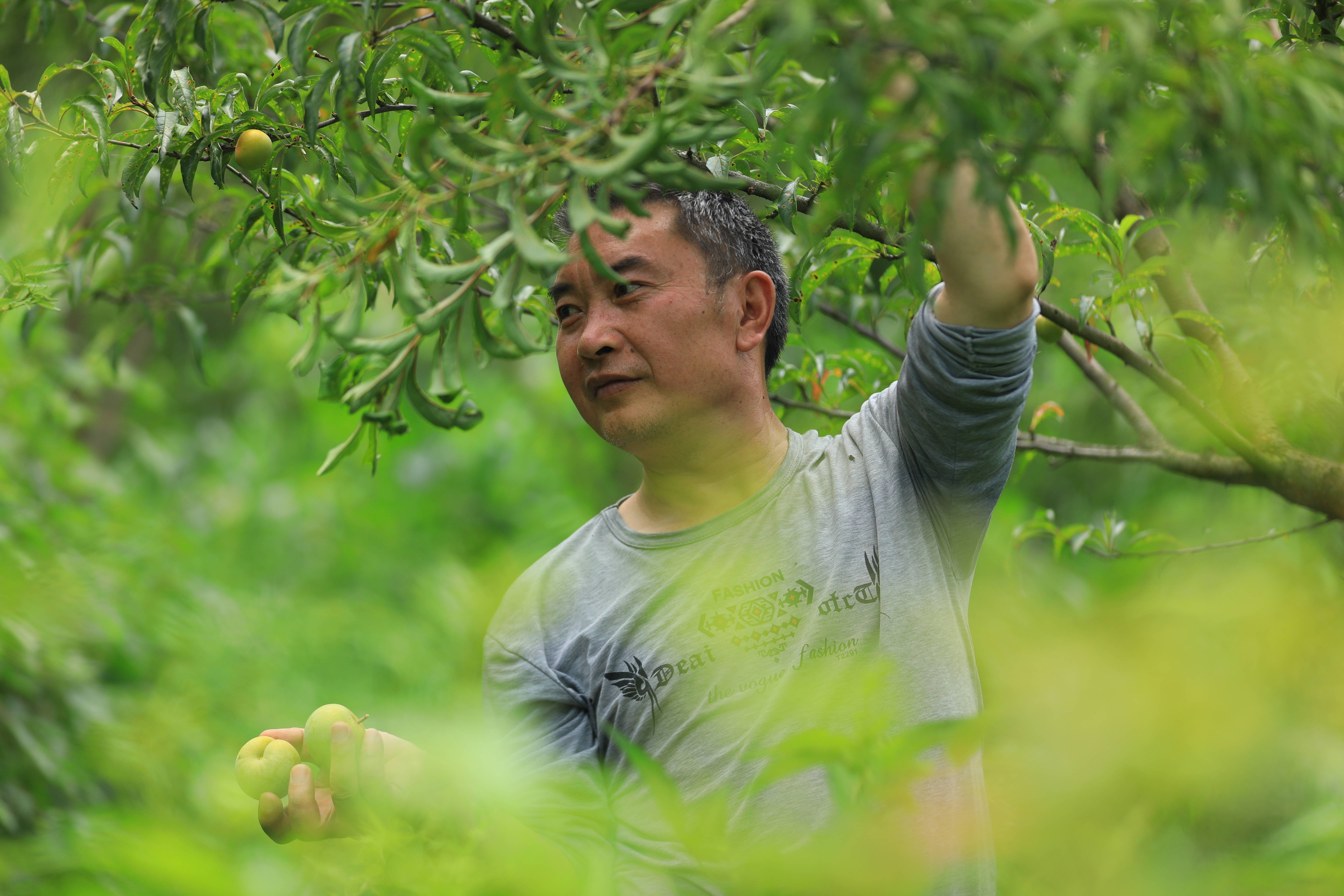 七星关区杨家湾镇:李子成熟迎客来