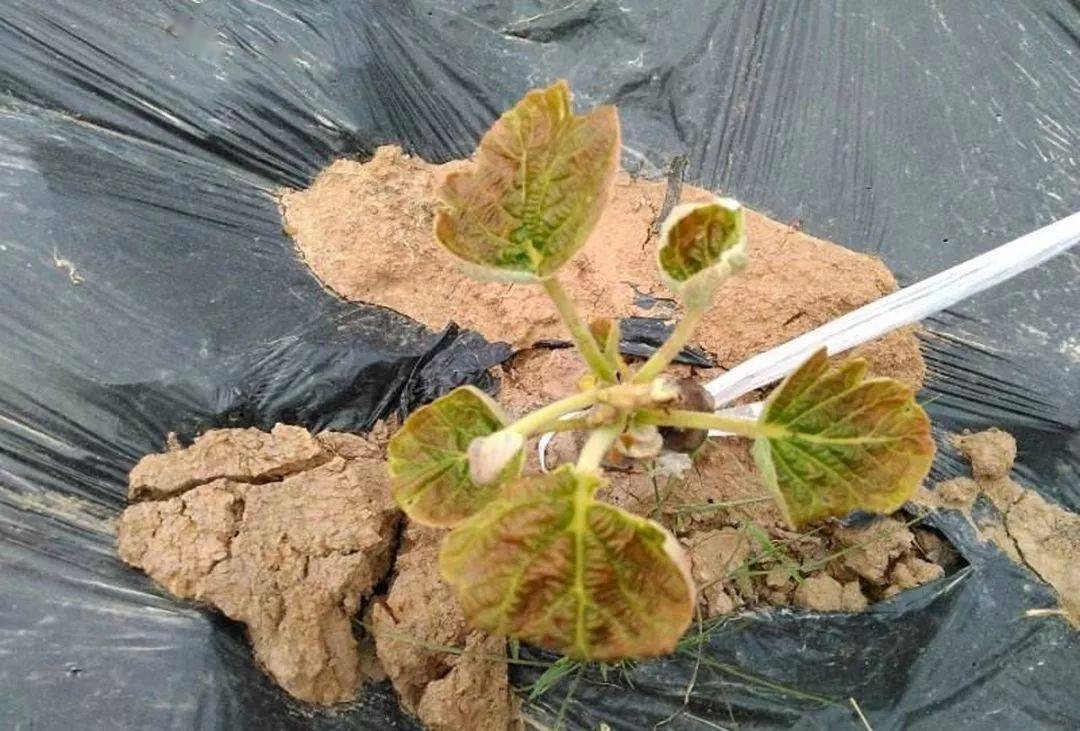 近期再次突遇降雨,高温高湿,猕猴桃灰霉严重爆发