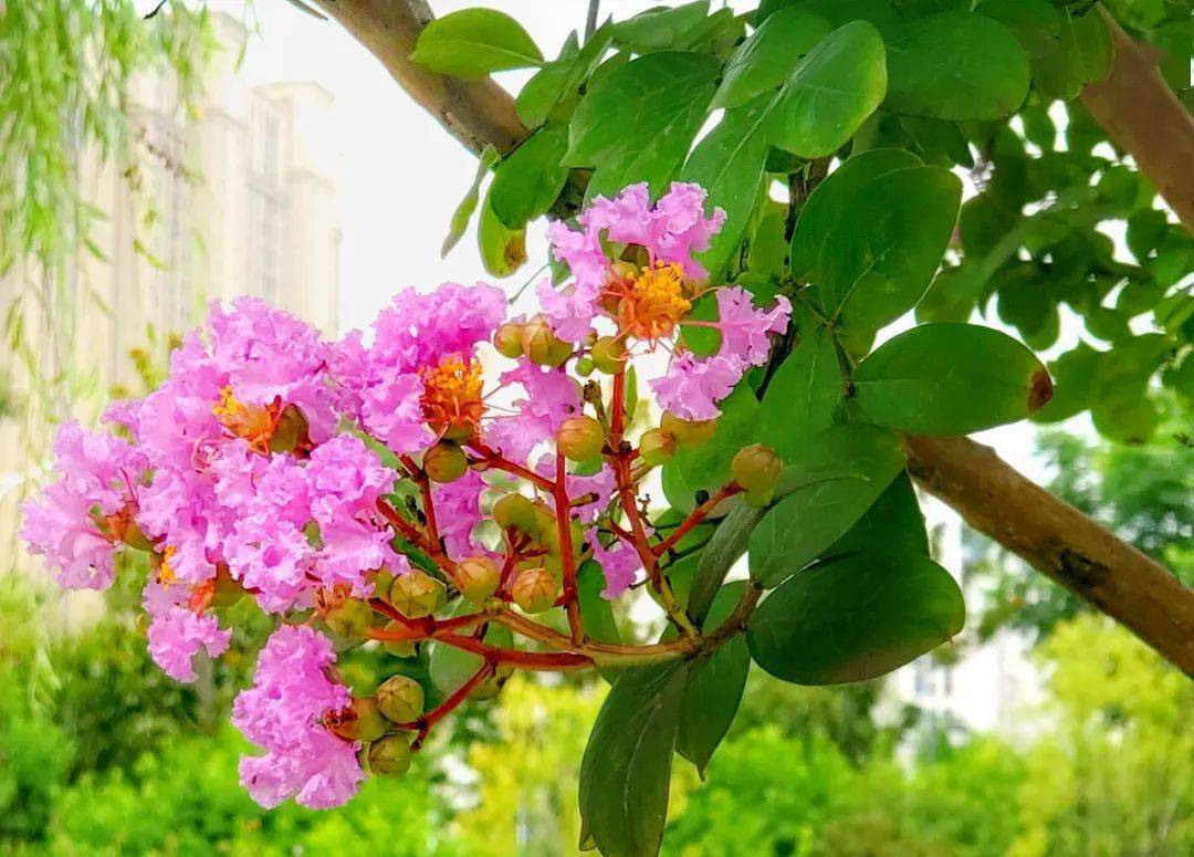 盛夏泰州花红满堂