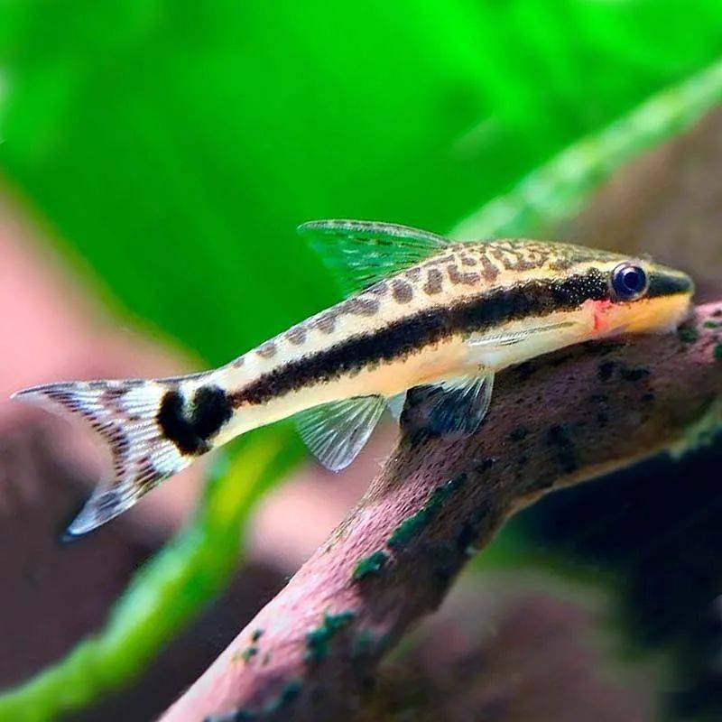 小精灵最受欢迎的草缸除藻鱼