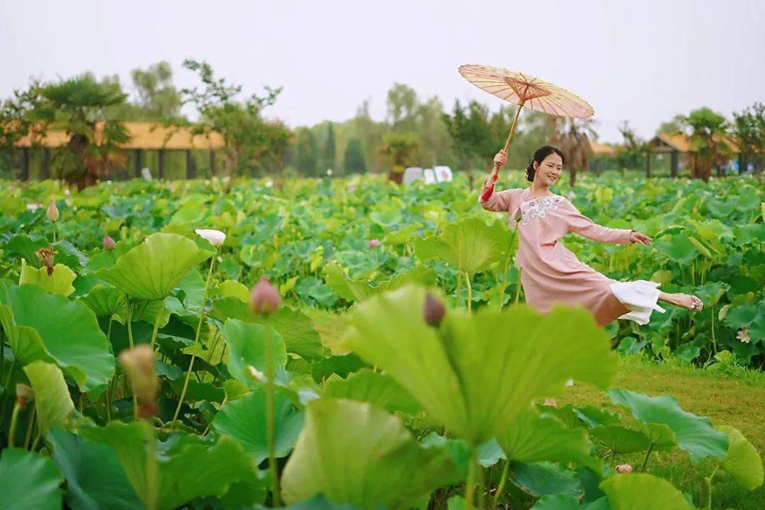 金湖荷花再次盛开在央视