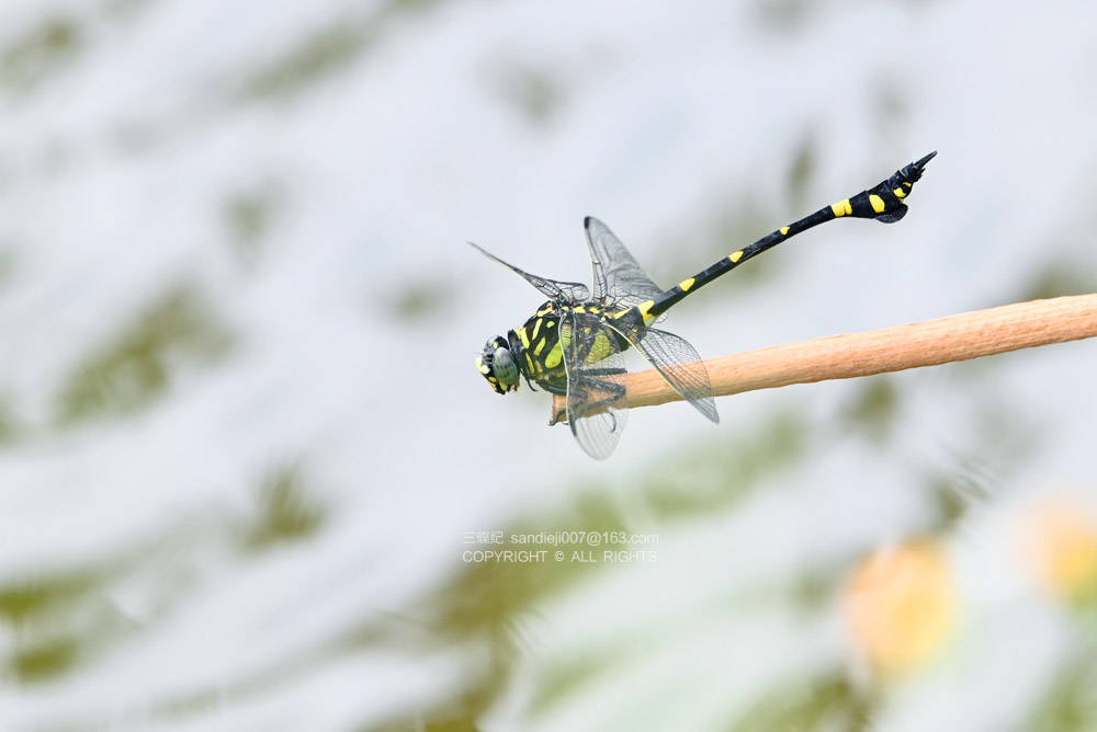 自然散步 | 在海口淡水湿地调查蜻蜓