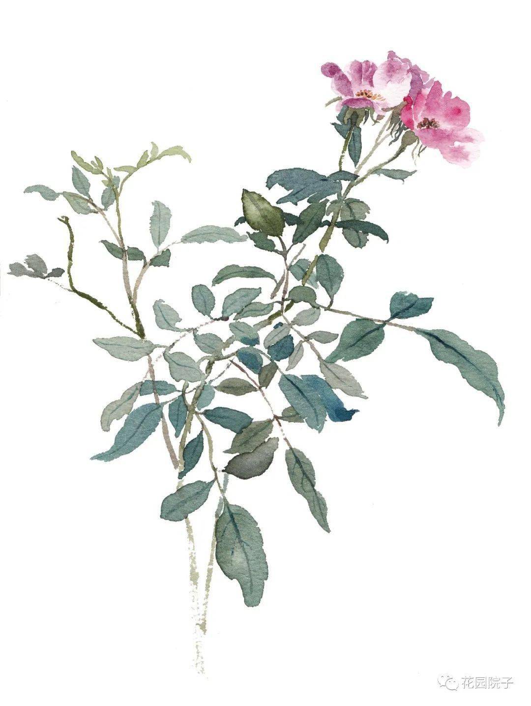 植物水彩小写意第3940幅