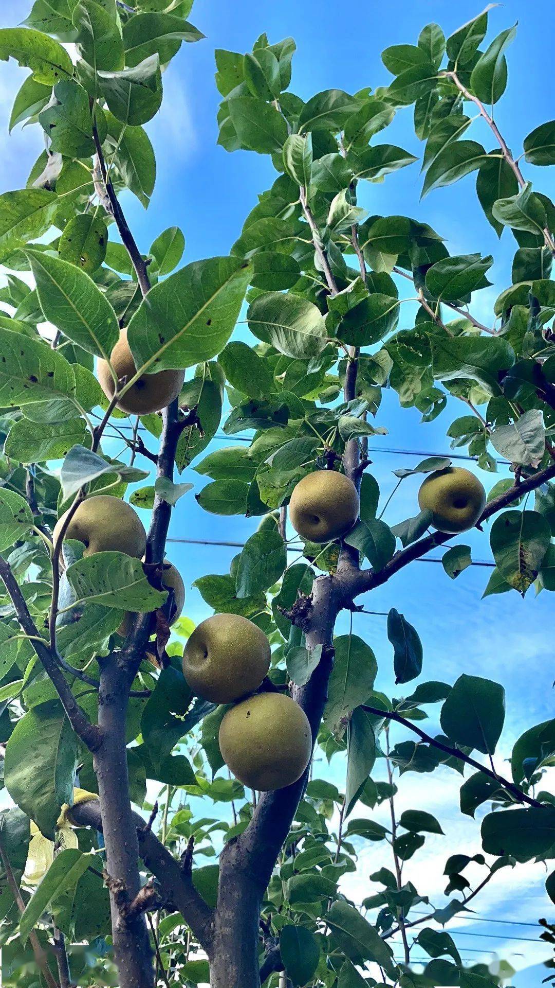 优质梨品种改良,邀请各级专家进村传授种梨技术,注册"上杨梨"集体品牌